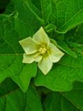 bladder cherry, Chinese lantern, Japanese lantern , winter cherry و کاکُنه و گیلاس جهودان